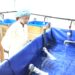 Cameroun : L’aquaculture pour limiter les importations de poissons