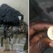 Garoua-Boulaï : la Douane camerounaise intercepte 25 000 cartouches sur la frontière Est du Pays